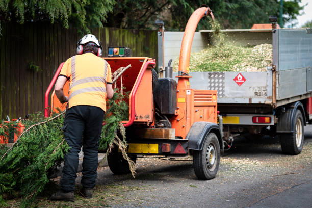 Best Stump Grinding Near Me  in Cloverleaf, TX